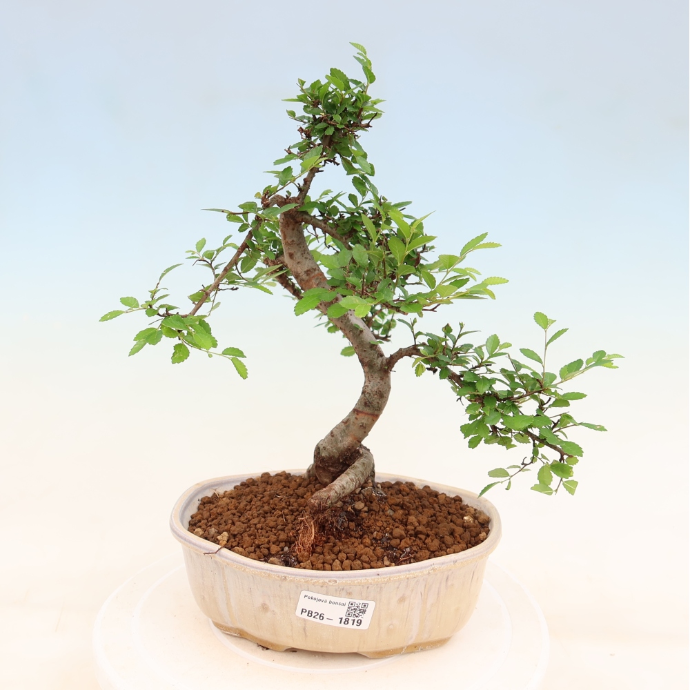 Izbový bonsaj - Ulmus parvifolia - brest malolistý