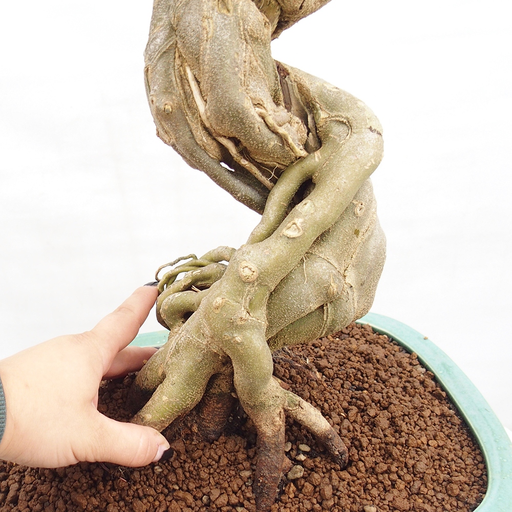 Vonkajšie bonsai - Javor Buergerianum - Javor Burgerův