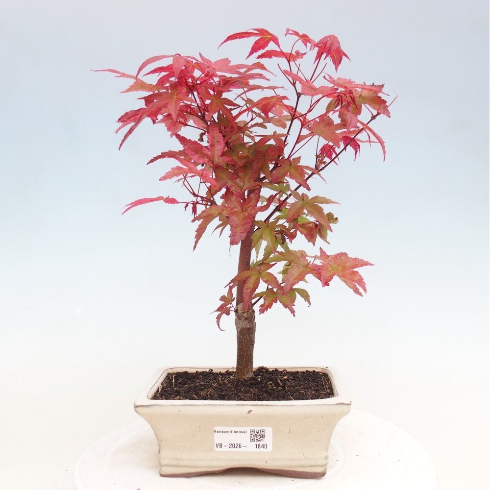 Vonkajší bonsaj - Acer palmatum DESHOJO