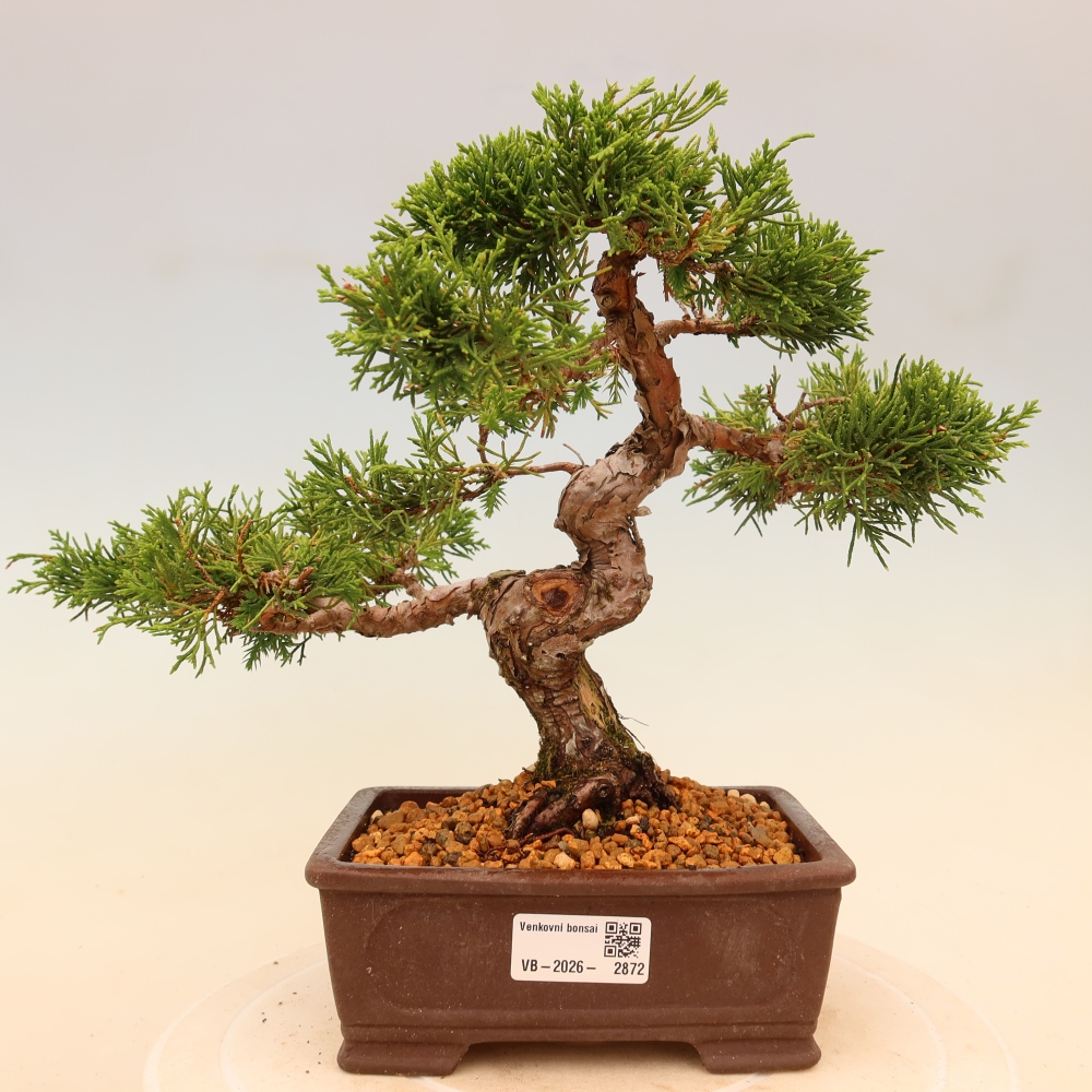 Vonkajší bonsaj - Juniperus chinensis Itoigawa