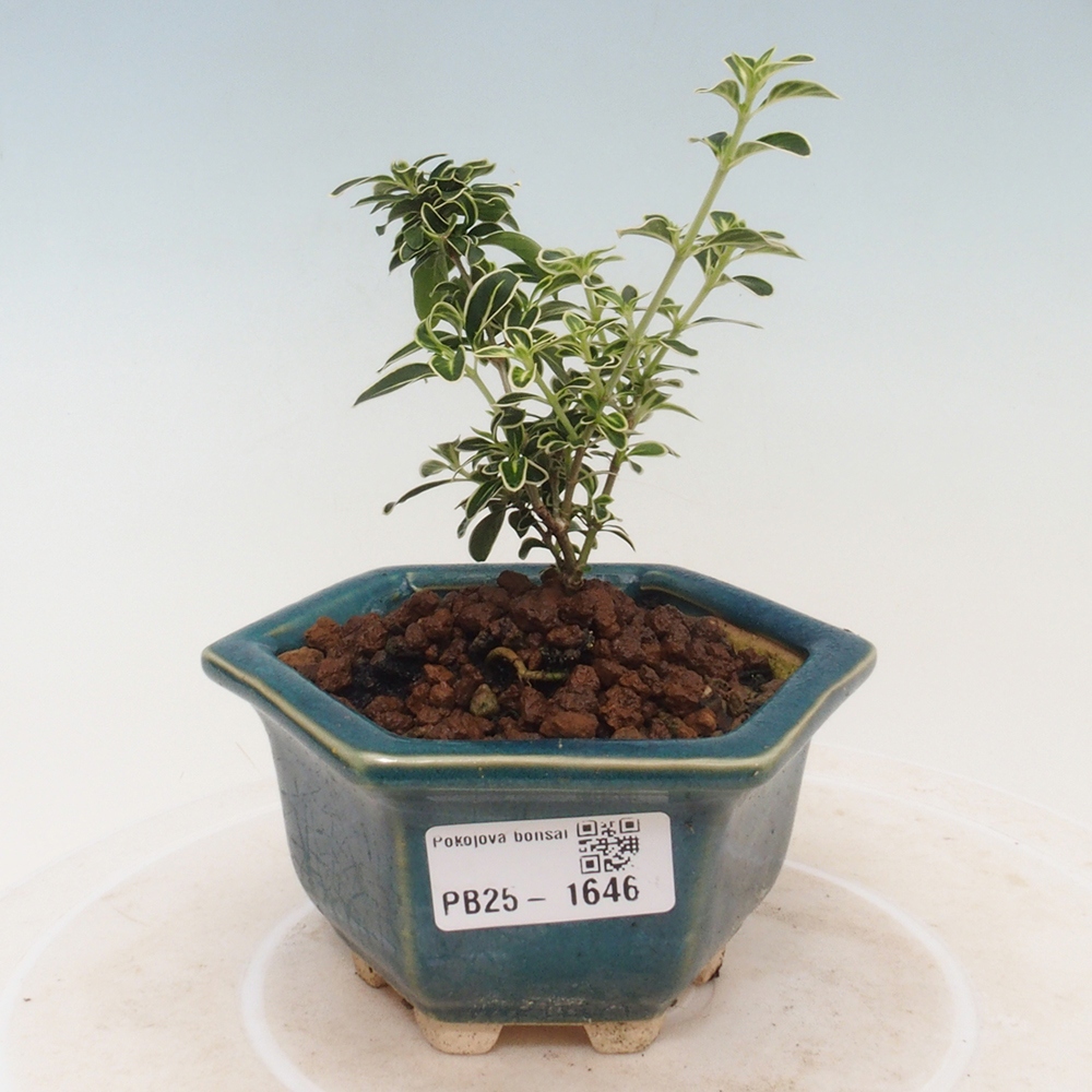 Izbová bonsai - Serissa foetida Variegata - Strom tisíce hviezd