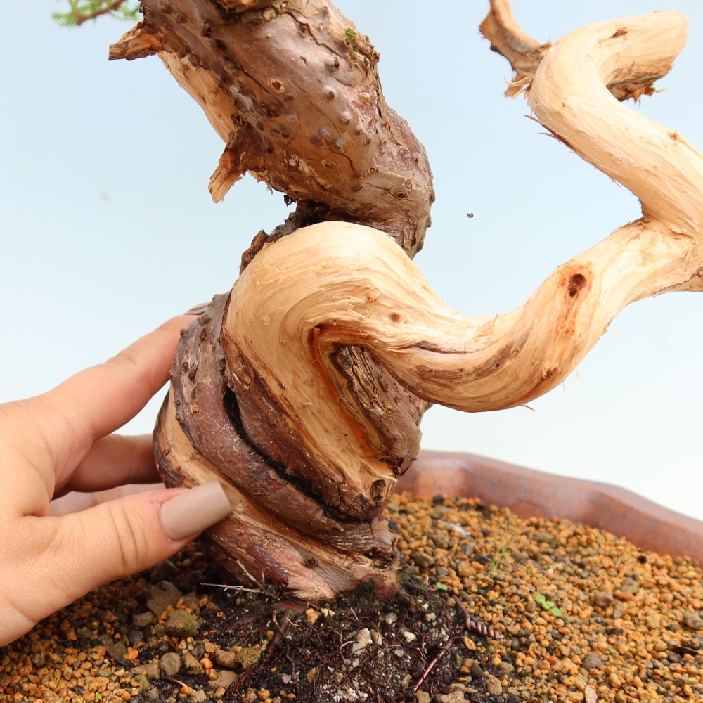 Vonkajší bonsai – Juniperus chinensis Itoigawa – čínsky jalovec