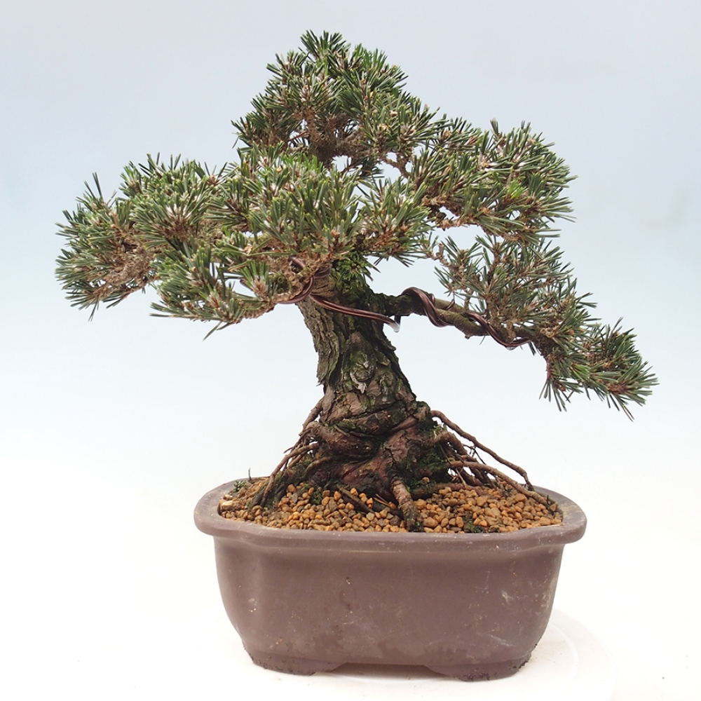 Vonkajšia bonsaj - Pinus thunbergii Kotobuki - borovica Thunbergova