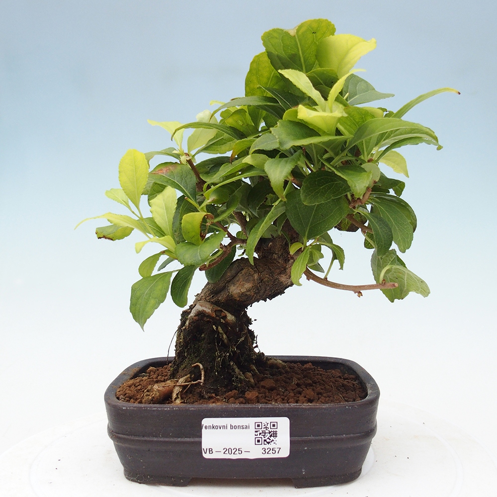 Vonkajšie bonsai - Celastrus Jesenec