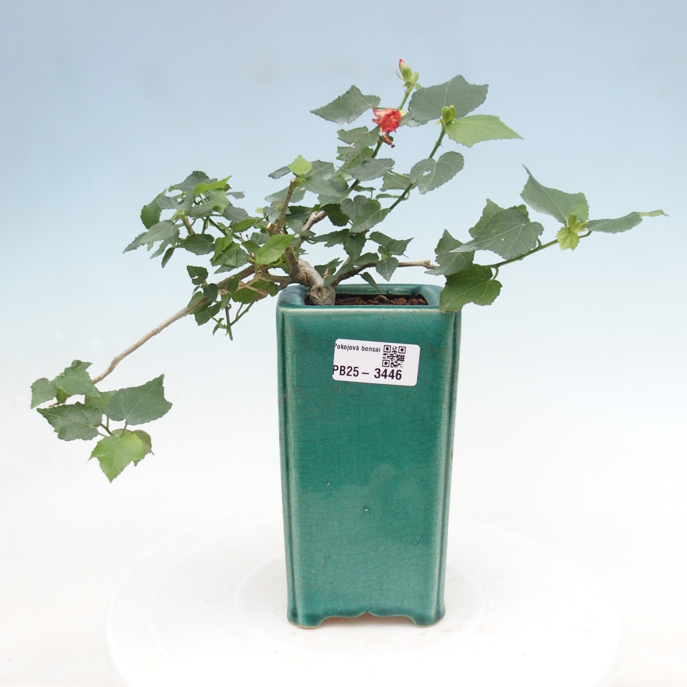 Izbový bonsaj - Malvaviscus arboreus