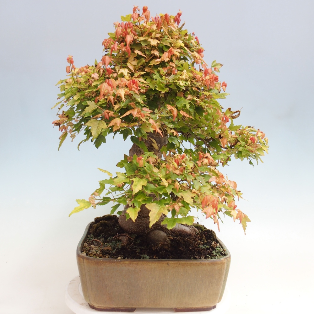 Vonkajšie bonsai - Javor Buergerianum - Javor Burgerův