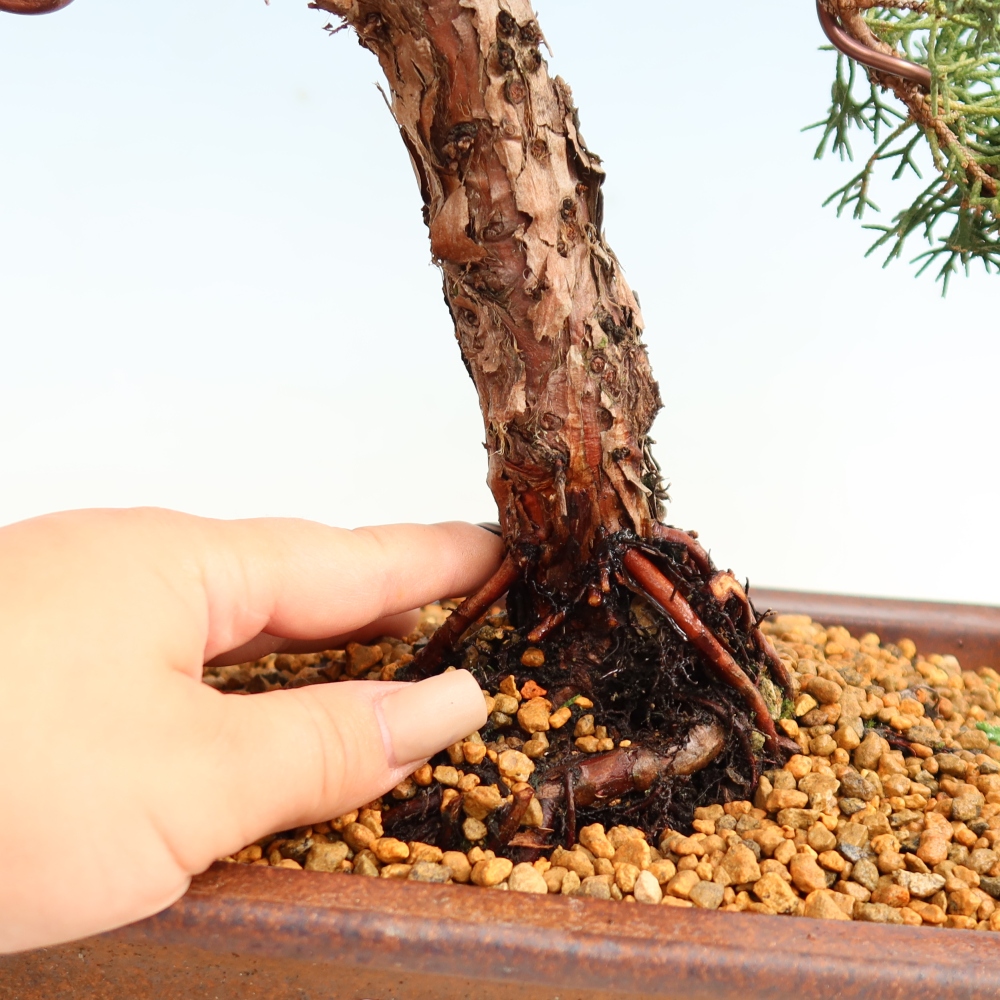 Vonkajší bonsaj - Juniperus chinensis Kishu