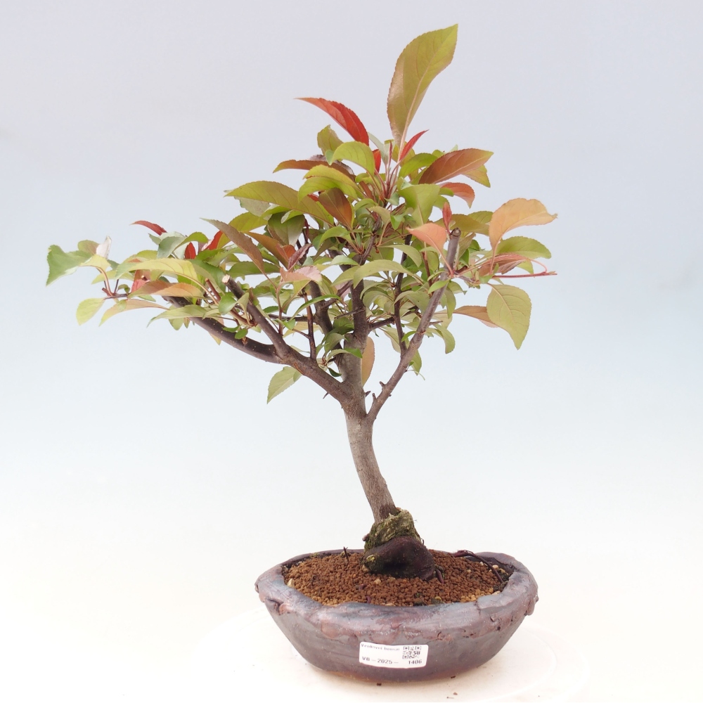 Vonkajší bonsai -Malus domestica - Maloplodá jabloň červenolistá