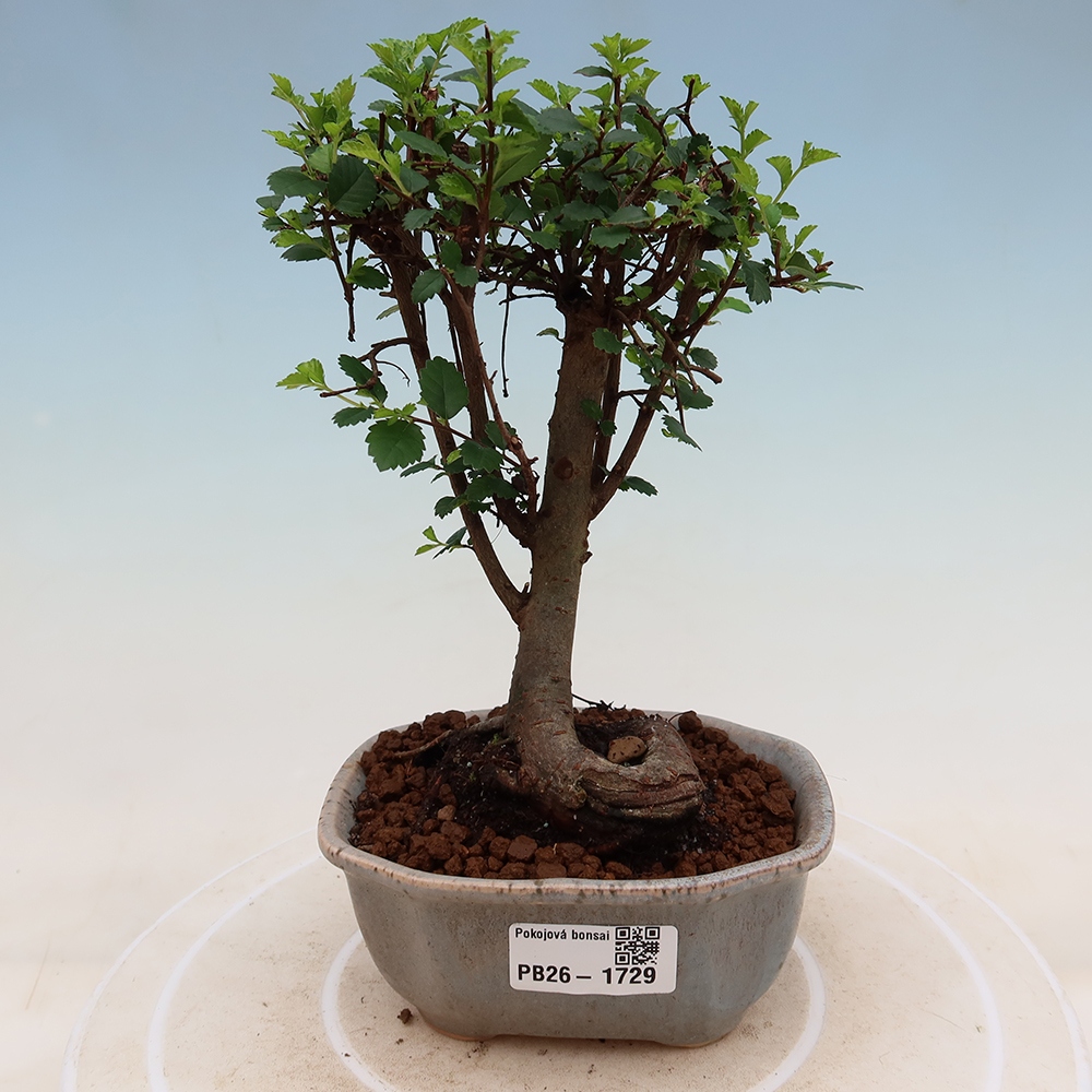 Izbový bonsaj - Ulmus parvifolia - brest malolistý