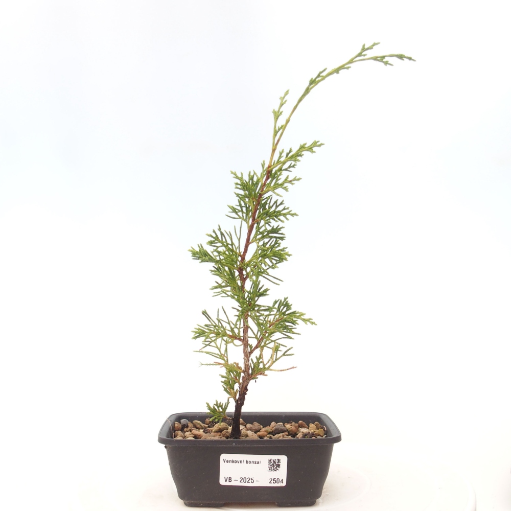 Vonkajší bonsai - Juniperus chinensis Itoigawa -Jalovec čínsky