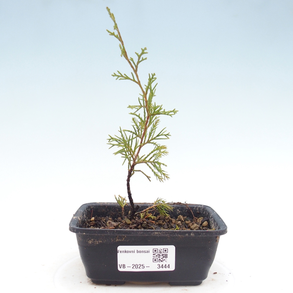 Vonkajší bonsaj - Juniperus chinensis Itoigawa