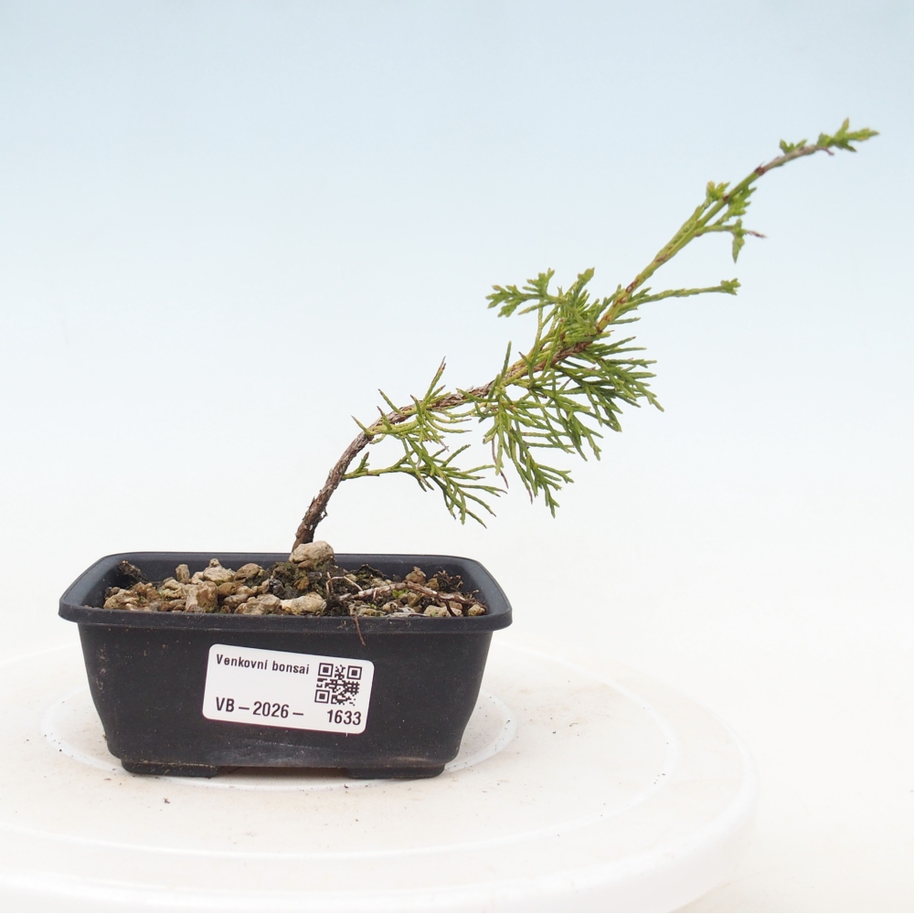 Vonkajší bonsaj - Juniperus chinensis Itoigawa