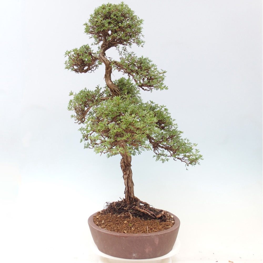 Vonkajšie bonsaje - Potentila fruticosa