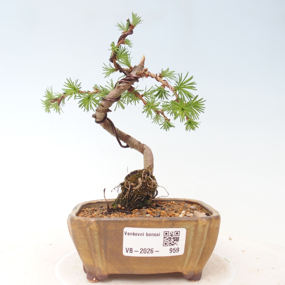 Vonkajšie bonsaje - Larix Kaempferi - Japonský smrekovec