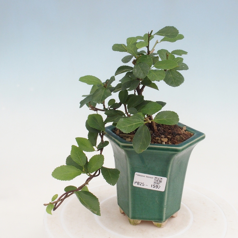 Izbová bonsai - Grewia occidentalis - Hviezdica levanduľová
