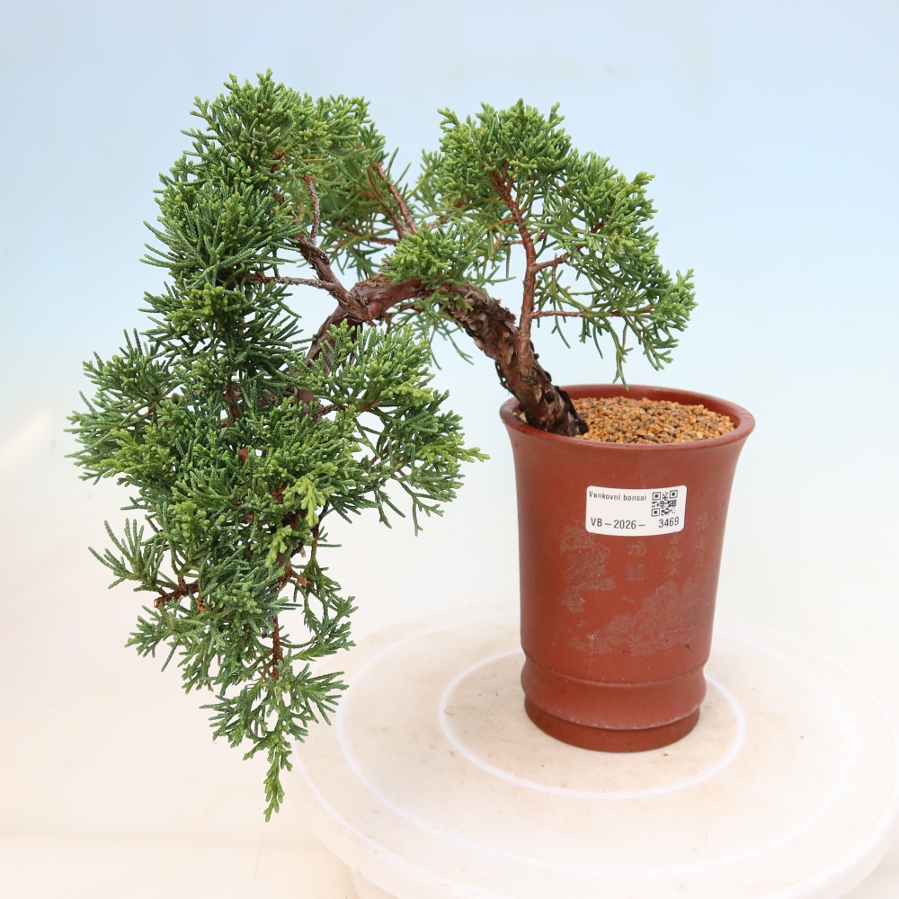 Vonkajší bonsaj - Juniperus chinensis Kishu