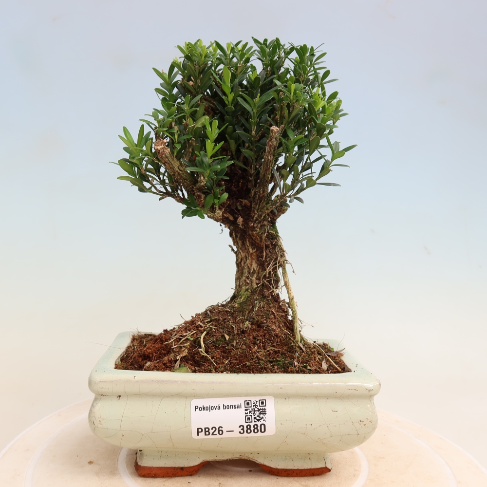 Izbové bonsaje - Buxus harlandii - korkový buxus