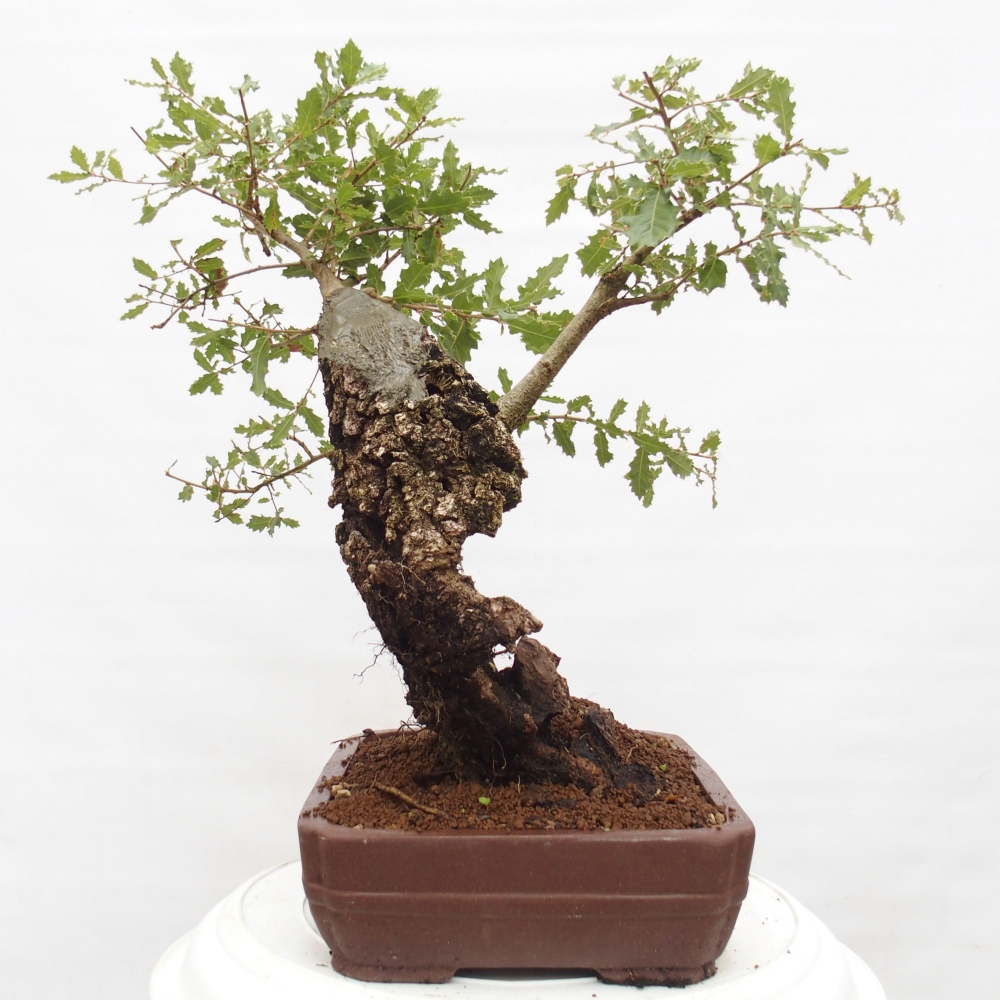 Yamadori - Quercus Ilex -Dub cezmínovitý
