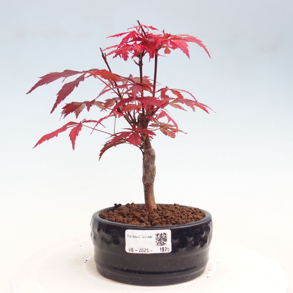Vonkajší bonsai - Acer palm. Atropurpureum-Javor dlanitolistý