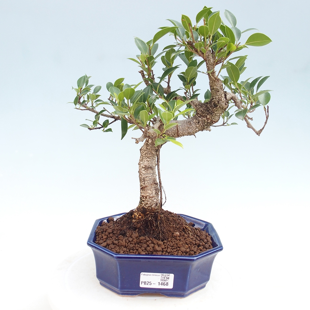 Izbová bonsai - Ficus retusa - malolistá fikus