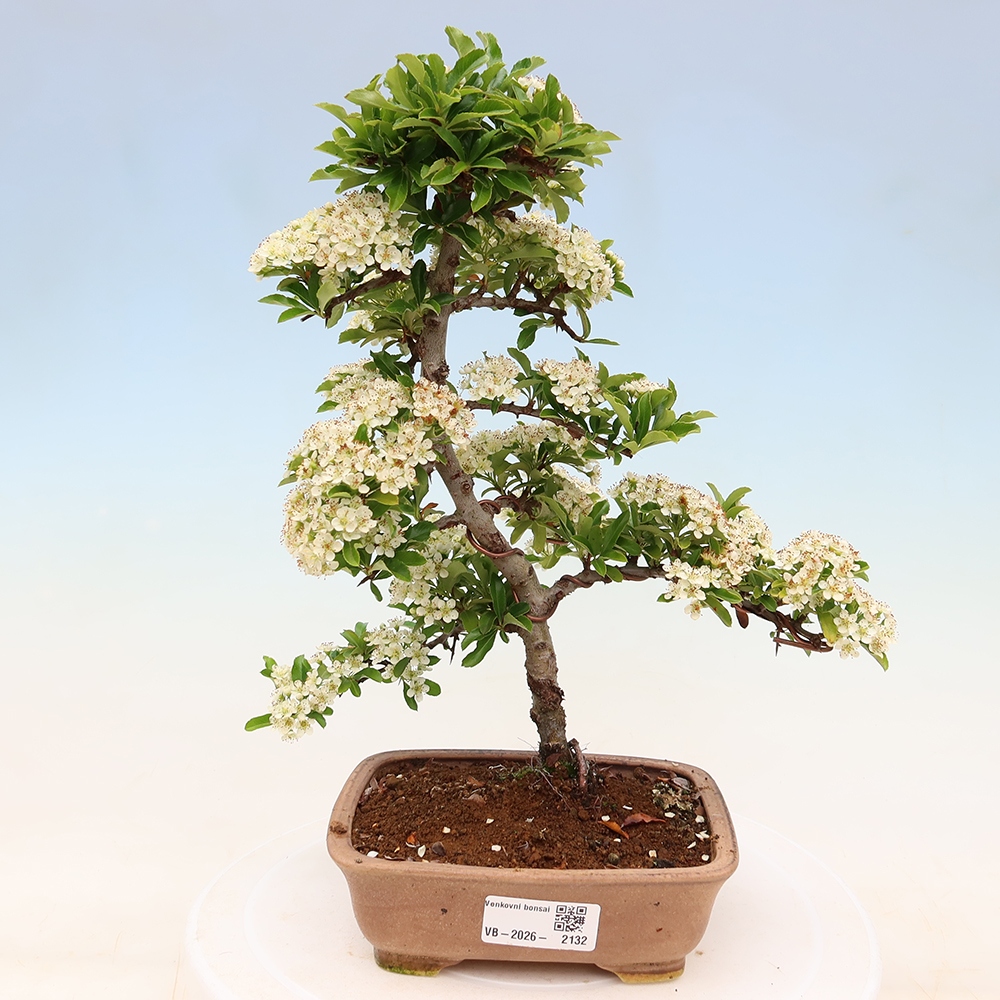 Vonkajší bonsai – Pyracantha teton – Hlohovec šarlátový