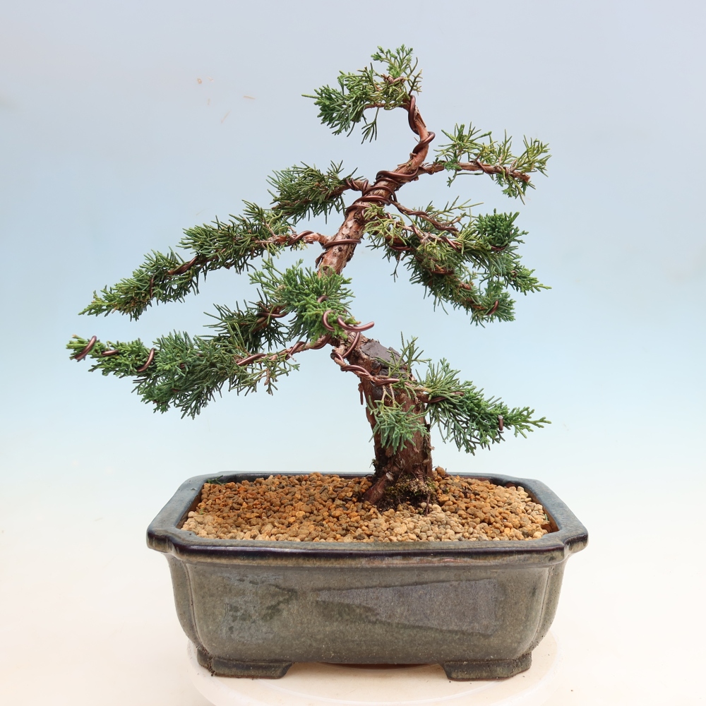 Vonkajší bonsaj - Juniperus chinensis Kishu