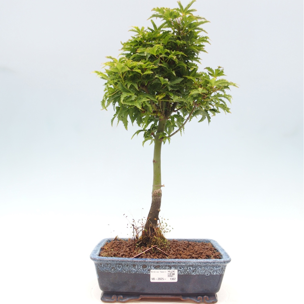 Vonkajší bonsai -Javor dlanitolistý Acer palmatum Shishigashira