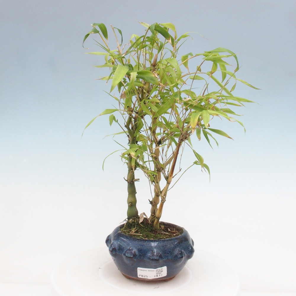 Izbová bonsai - Bambus budha-Bambus budhovo brucho