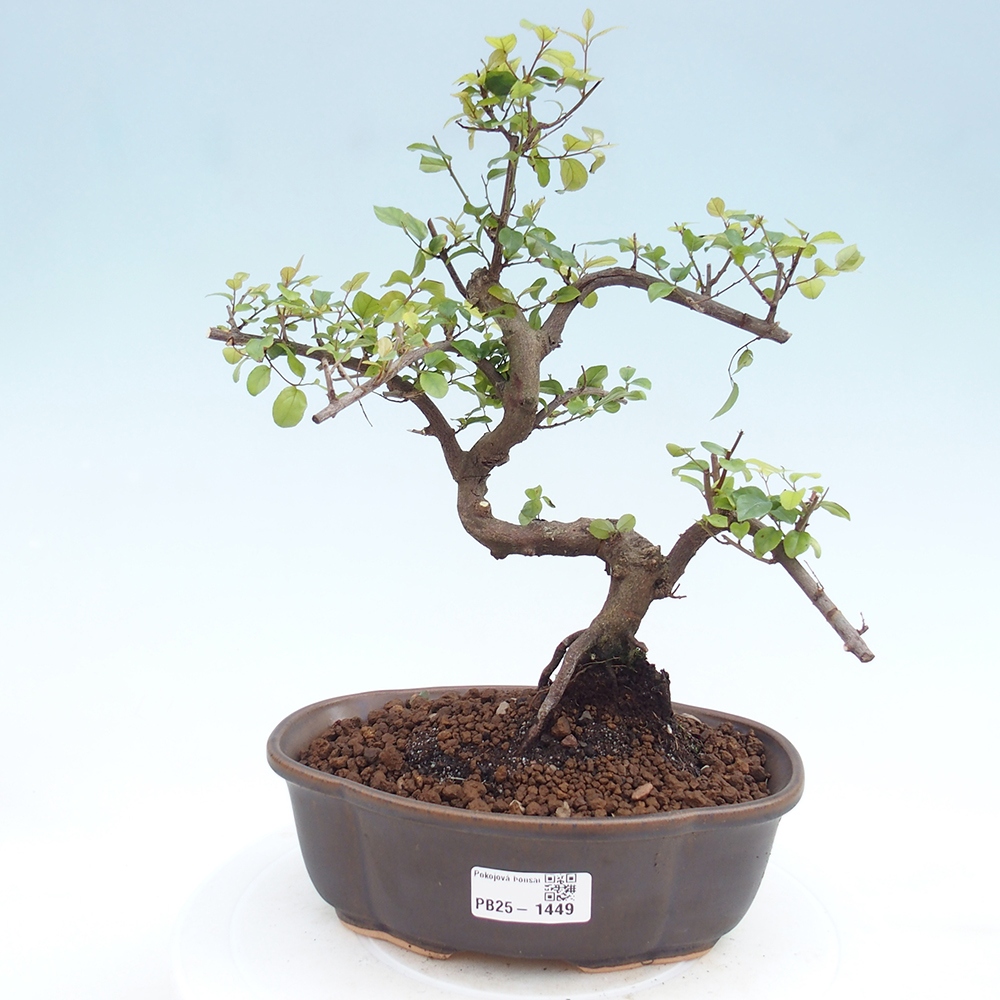 Izbová bonsai - Sagerécia thea - Sagerécia thea
