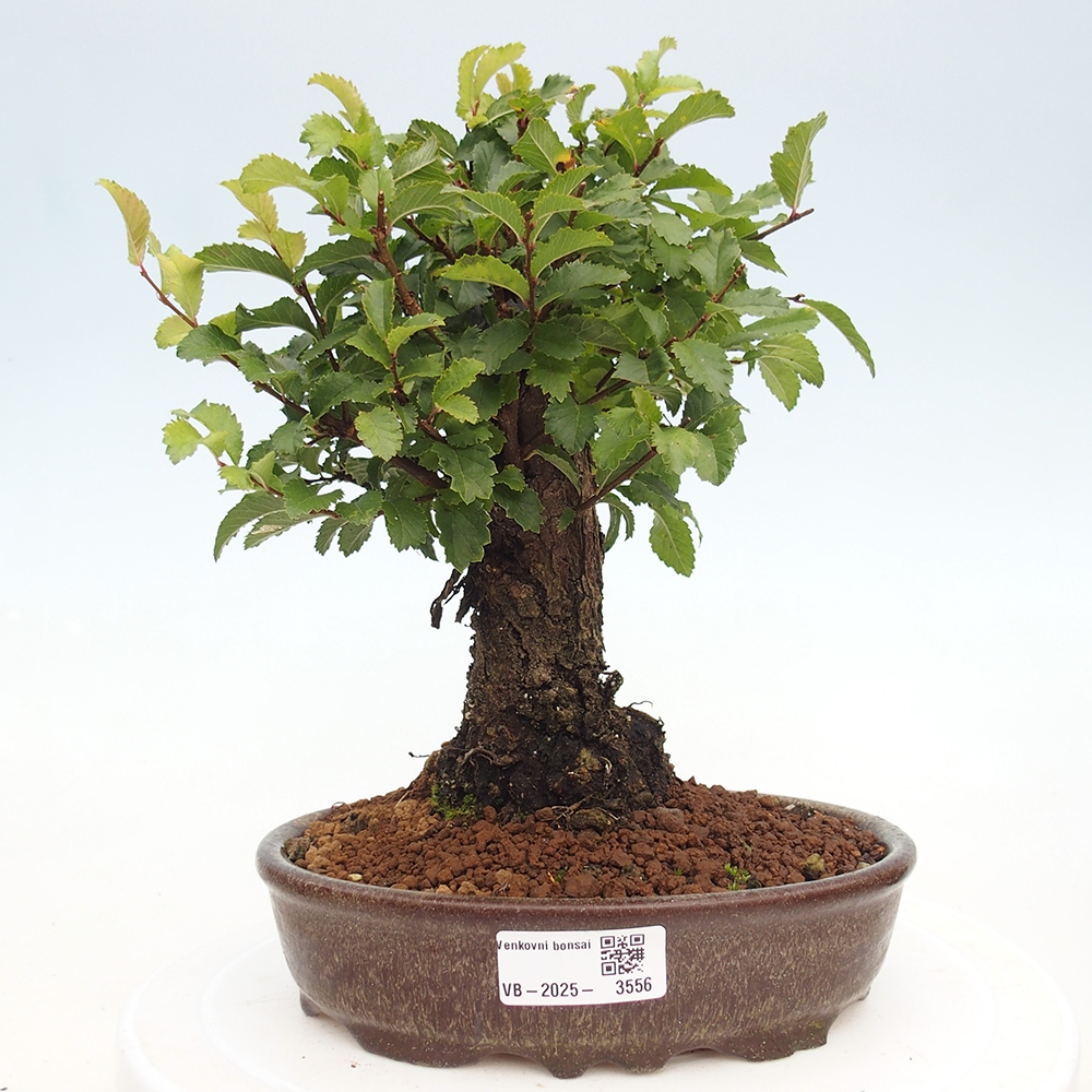 Vonkajšie bonsaje - Zelkova - Zelkova NIRE