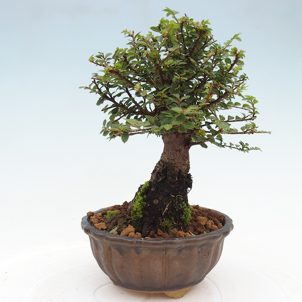 Vonkajší bonsai - Ulmus parvifolia Hokkaido - brest Čínsky