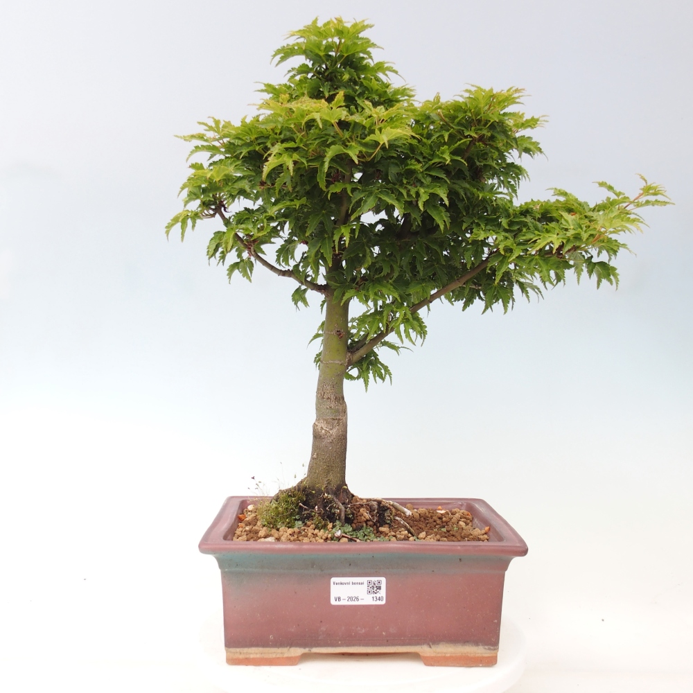 Vonkajšia bonsaj -Javorská palma Acer palmatum Shishigashira
