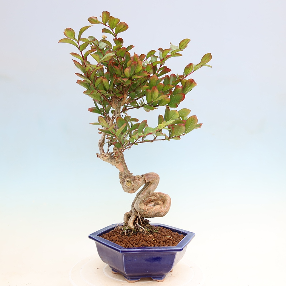 Izba bonsai – Lagerstroemia indica – indický orgován