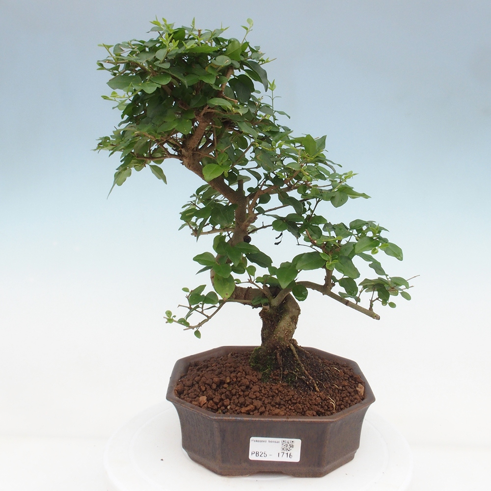 Izbová bonsai -Ligustrum chinensis - Vtáčí zob