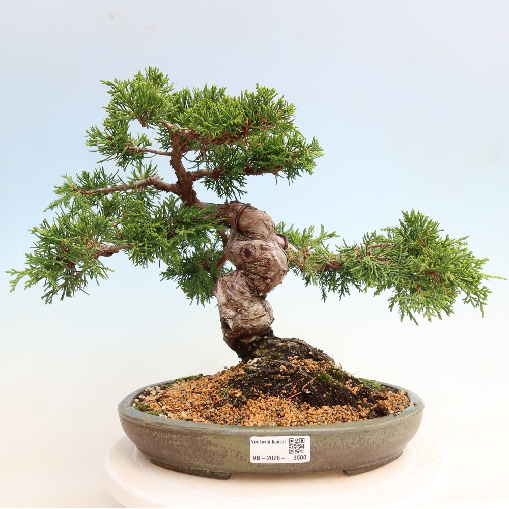 Vonkajší bonsai – Juniperus chinensis Itoigawa – čínsky jalovec