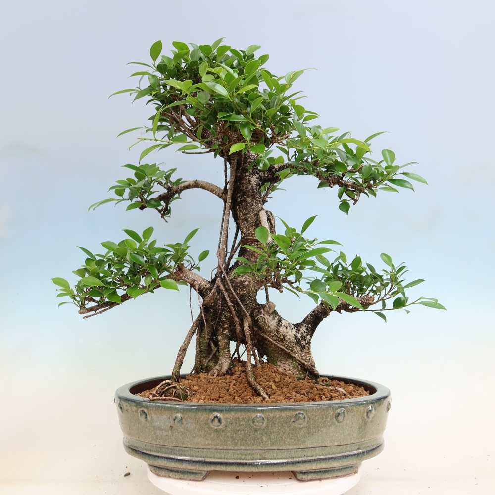 Izbové bonsaje - Ficus kimmen - drobnolistý fikus