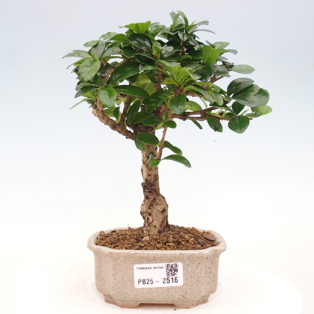 Izbová bonsai - Carmona macrophylla - Čaj fuki