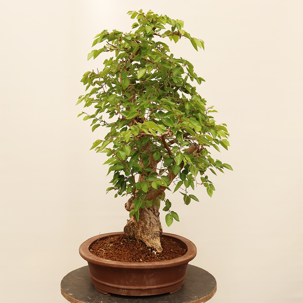 Vonkajší bonsai -Carpinus Coreana - Hrab kórejský