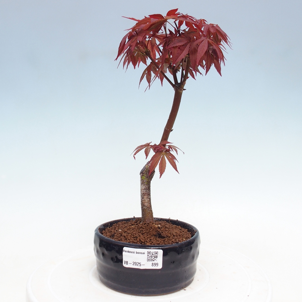 Vonkajší bonsai - Acer palm. Atropurpureum-Javor dlanitolistý