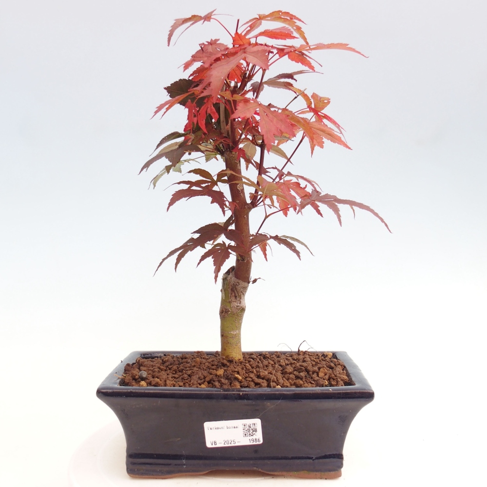Vonkajší bonsai - Acer palm. Atropurpureum-Javor dlanitolistý