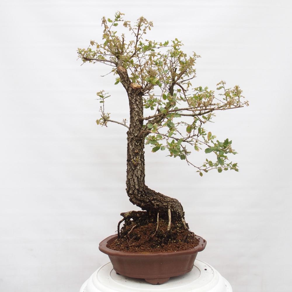 Yamadori - Quercus Ilex -Dub cezmínovitý