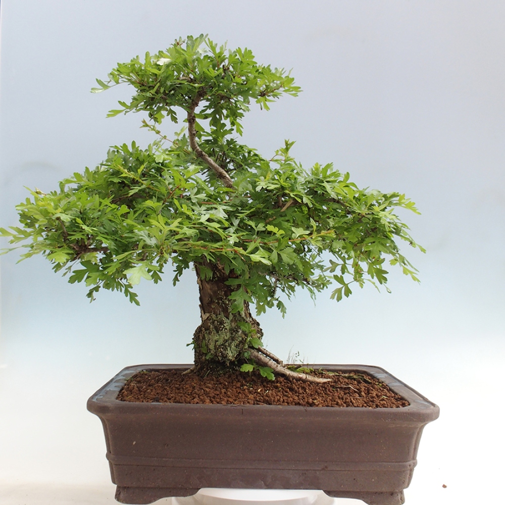 Vonkajší bonsai - Hloh - Crataegus monogyna