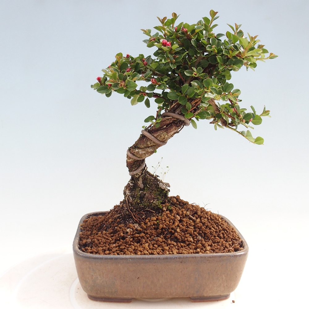 Vonkajší bonsai - Cotoneaster horizontalis - Skalník