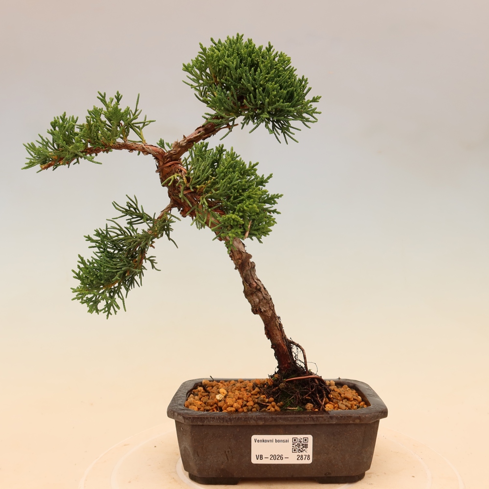 Vonkajší bonsaj - Juniperus chinensis Kishu