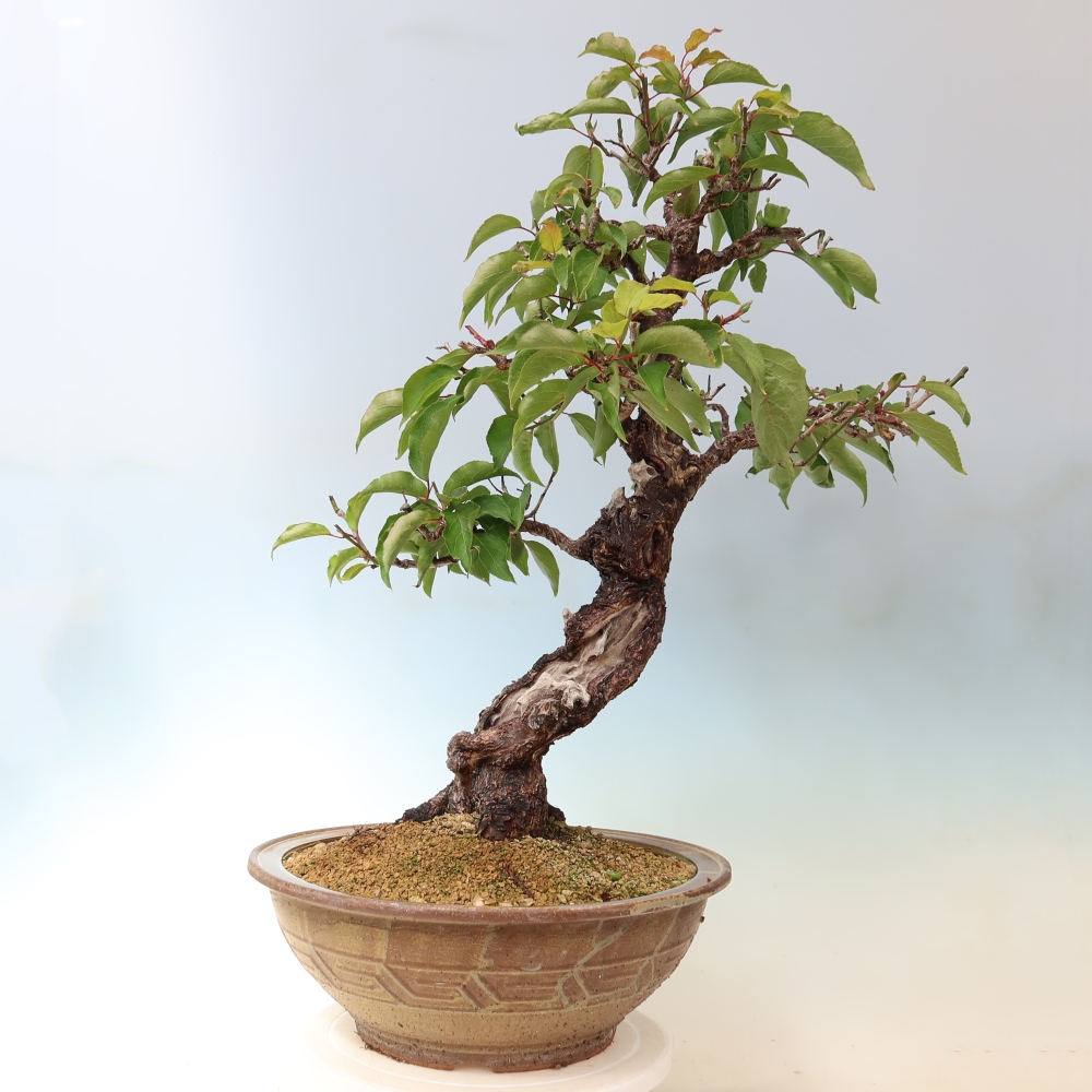Vonkajšie bonsaje – Japonská marhuľa – Prunus Mume