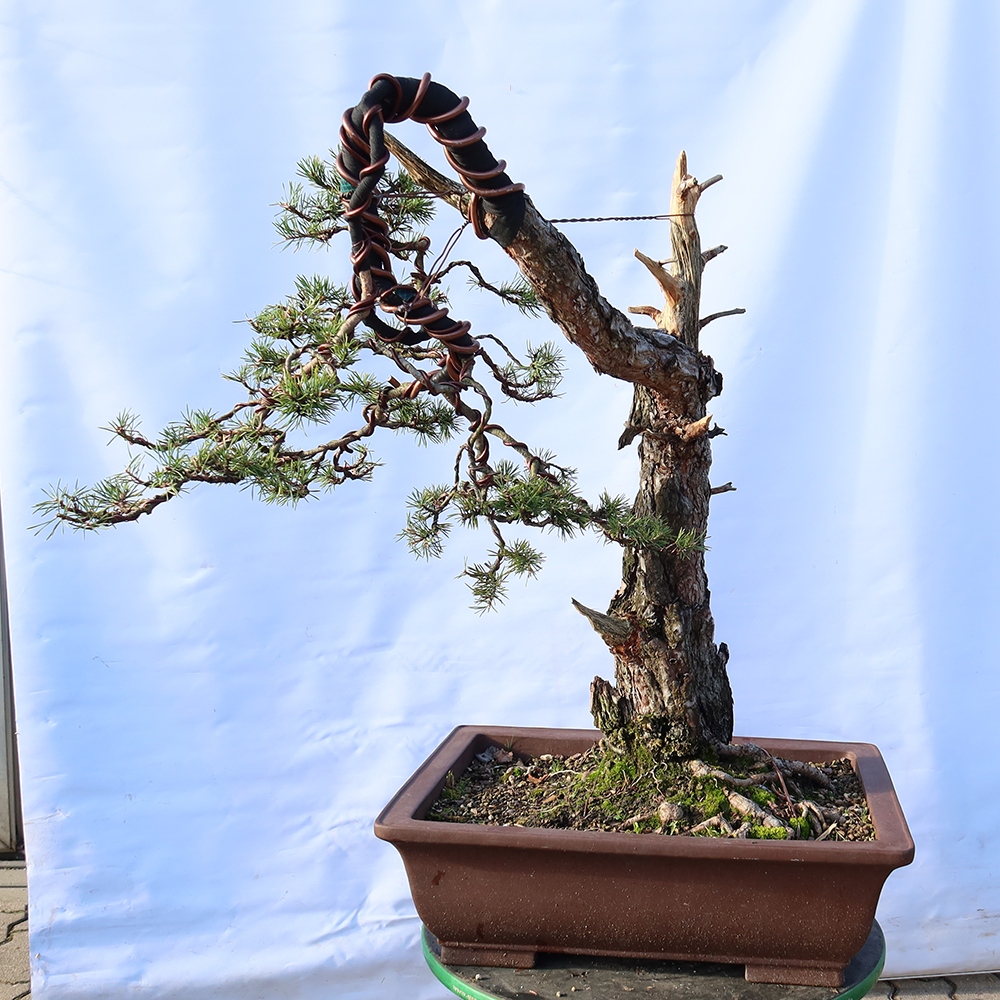 Pinus sylvestris Španielsko – borovica lesná