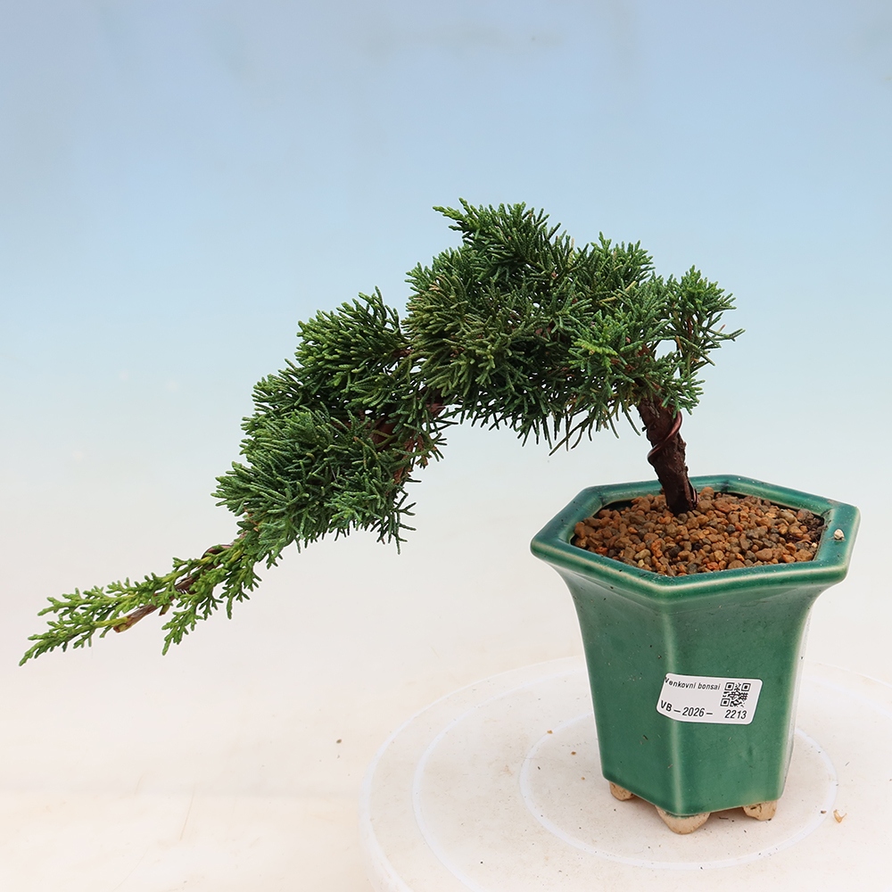 Vonkajší bonsaj - Juniperus chinensis Kishu