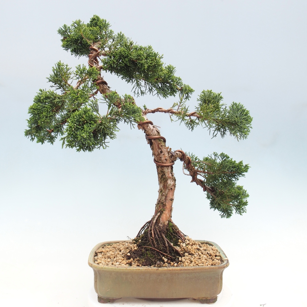 Vonkajší bonsaj - Juniperus chinensis Kishu