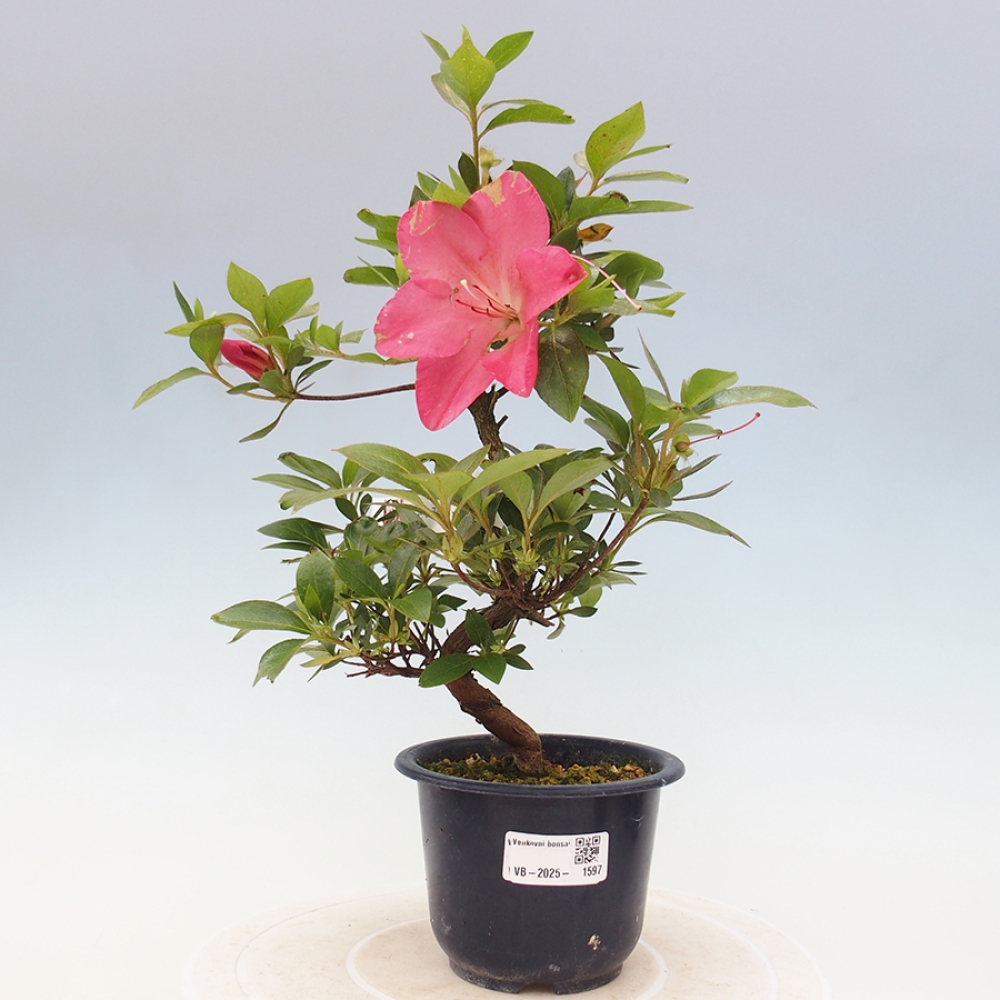 Vonkajší bonsai - Japonská azalka - Azalea Saien