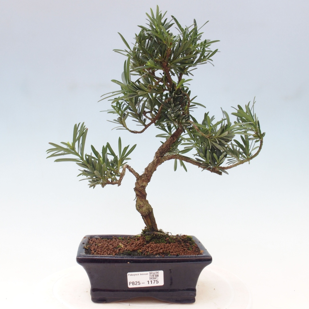 Izbová bonsai - Podocarpus - Kamenný tis